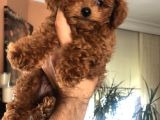 Kore Toy Poodle