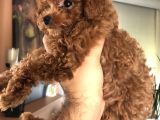 Kore Toy Poodle