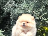 Ankaranın Gözde Pomenerian Boo Yavruları