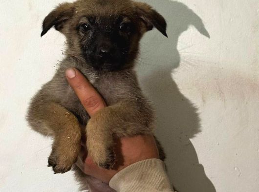 A Kalite Belçika Bebekler görsel