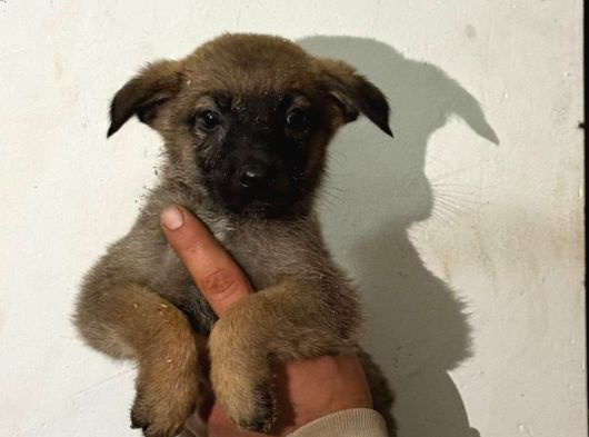 A Kalite Belçika Bebekler görsel