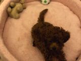 Kore Toy Poodle