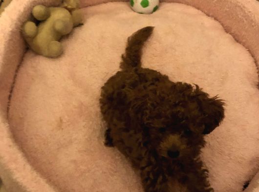 Kore Toy Poodle görsel