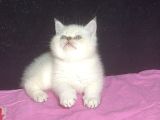 Kali̇te Bebeler