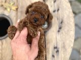 Redbrown Kore Poodle Yavrumuz Sizleri Bekliyor