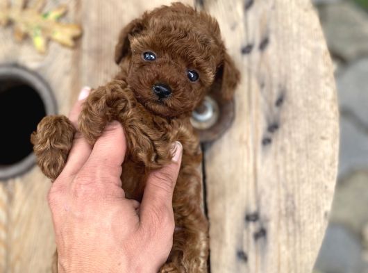 Redbrown Kore Poodle Yavrumuz Sizleri Bekliyor görsel