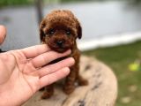 Redbrown Kore Poodle Yavrumuz sizleri Bekliyor