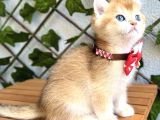 Mükemmel Kali̇te Ny12 Golden Bri̇ti̇sh Uygun