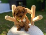 Kore Teacup Poodle Yavrularımız