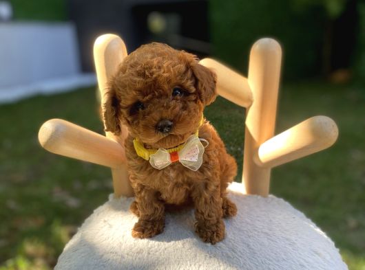 Kore Teacup Poodle Yavrularımız görsel