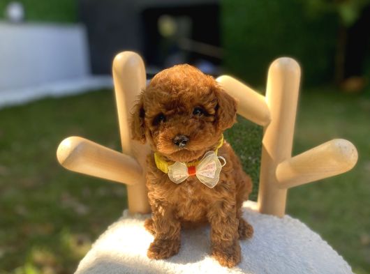 Kore Teacup Poodle Yavrularımız görsel