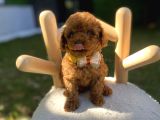 Kore Teacup Poodle Yavrularımız