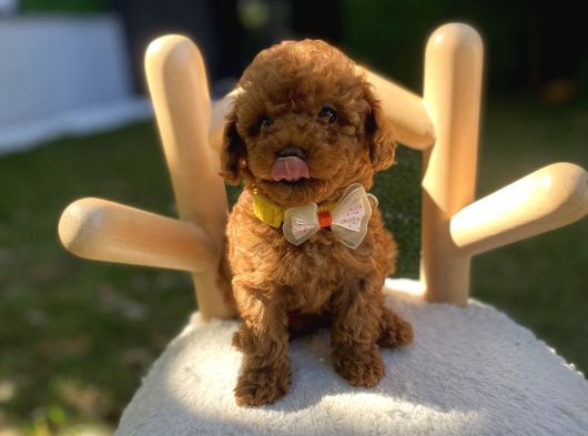 Kore Teacup Poodle Yavrularımız görsel