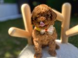 Kore teacup Poodle Yavrularımız