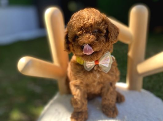 Kore Teacup Poodle Yavrularımız