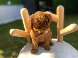 Kore Teacup Poodle Yavrularımız