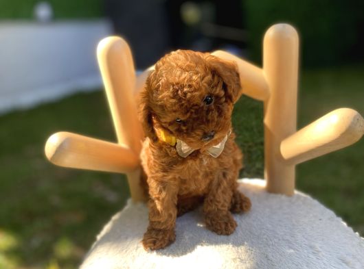 Kore Teacup Poodle Yavrularımız görsel