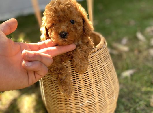 Dark Brown Toy Poodle Yavrularımız görsel