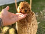 Dark Brown Toy Poodle Yavrularımız
