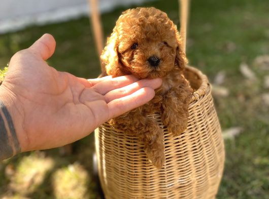 Dark Brown Toy Poodle Yavrularımız görsel