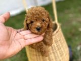 Dark Brown Toy Poodle Yavrularımız