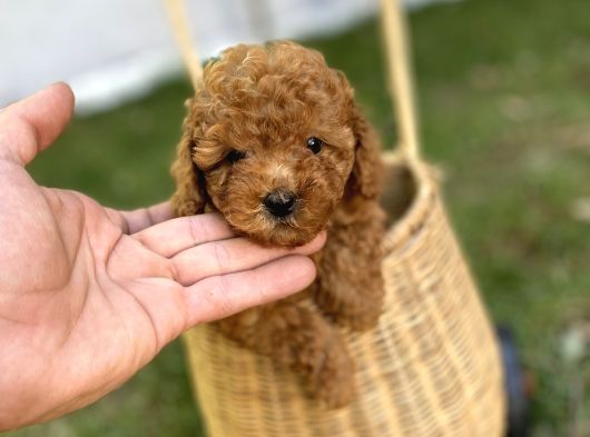 Dark Brown Toy Poodle Yavrularımız görsel