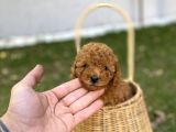 Dark brown Toy Poodle Yavrularımız