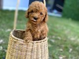 Dark Brown Toy Poodle Yavrularımız