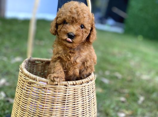 Dark Brown Toy Poodle Yavrularımız görsel