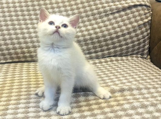 British Shorthair Yavru görsel