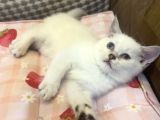 British Shorthair Yavru