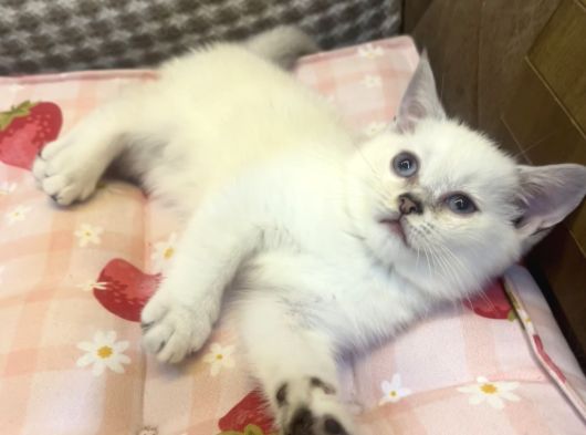 British Shorthair Yavru görsel