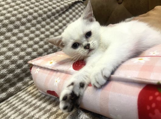British Shorthair Yavru görsel