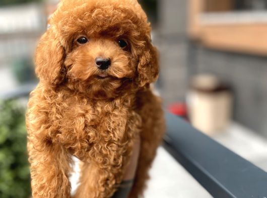 Baby Face  Kore Poodle Yavrular görsel