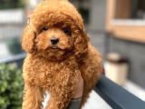 Baby Face  Kore Poodle Yavrular