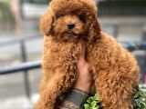 Baby Face  Kore Poodle Yavrular