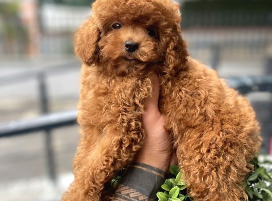Baby Face  Kore Poodle Yavrular görsel