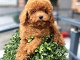 Baby face  kore Poodle Yavrular