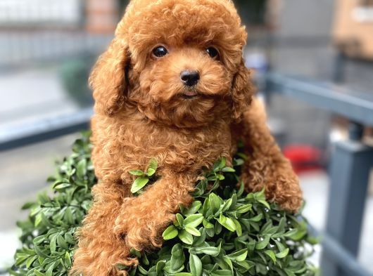 Baby Face  Kore Poodle Yavrular