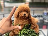 Baby Face  Kore Poodle Yavrular