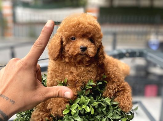 Baby Face  Kore Poodle Yavrular görsel