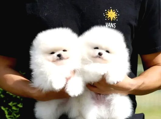 Show Class Pomeranian Boo Yavrularımız görsel