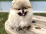 Üst Düzey Kalite Pomeranian Boo Oğlumuz