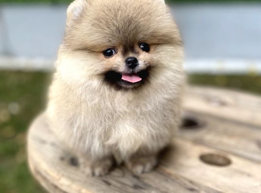 Üst Düzey Kalite Pomeranian Boo Oğlumuz görsel