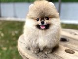 Üst Düzey Kalite Pomeranian Boo oğlumuz