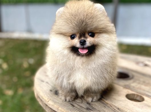 Üst Düzey Kalite Pomeranian Boo Oğlumuz