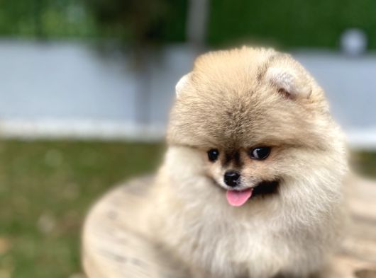 Üst Düzey Kalite Pomeranian Boo Oğlumuz görsel