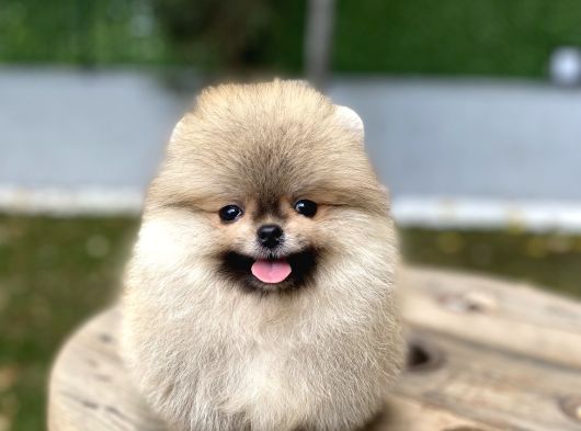 Üst Düzey Kalite Pomeranian Boo Oğlumuz görsel