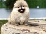 Üst Düzey Kalite Pomeranian Boo Oğlumuz