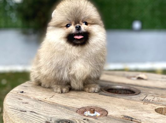 Üst Düzey Kalite Pomeranian Boo Oğlumuz görsel